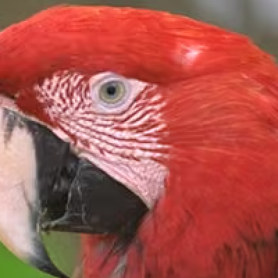 Smol AVIF, 21,080 B: close crop of a red parrot's eye and beak
