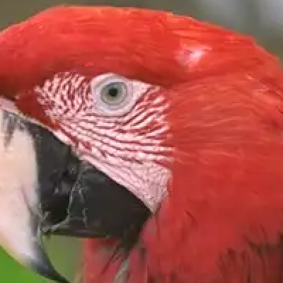 Smol WebP, 19,122 B: close crop of a red parrot's eye and beak